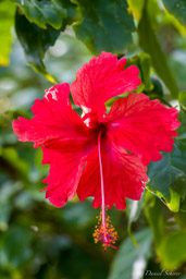 hibiscus  