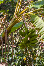 bananes carrées  