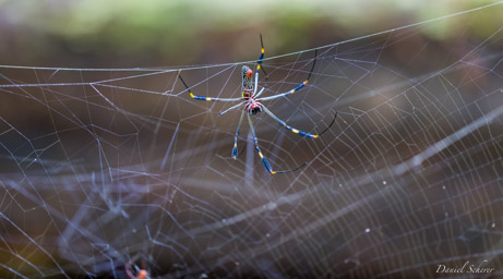 néphile - nephila clavipes  