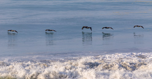 Pélican brun
 - Brown Pelican  