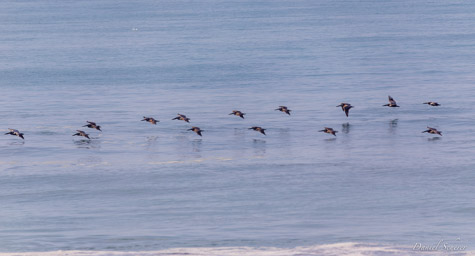 Pélican brun
 - Brown Pelican  