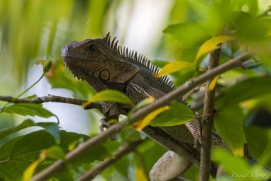 Iguane vert - Green iguana  