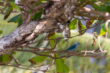 Tangara évêque
 - Blue-grey Tanager  