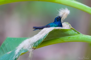 Colibri jacobin ♀
- White-necked Jacobin  