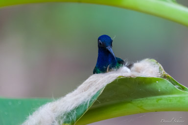 Colibri jacobin ♀
- White-necked Jacobin  