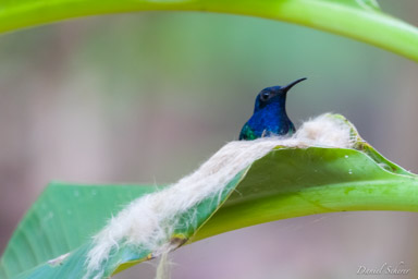 Colibri jacobin ♀
- White-necked Jacobin  