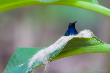 Colibri jacobin ♀
- White-necked Jacobin  