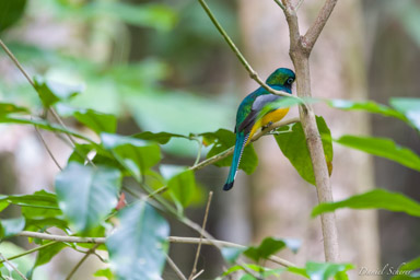 Trogon aurore ♂
-Black-throated Trogon  