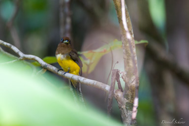 Trogon aurore ♀
-Black-throated Trogon  