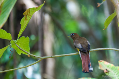 Trogon aurore ♀
-Black-throated Trogon  