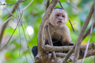 Singe capucin - White face monkey  