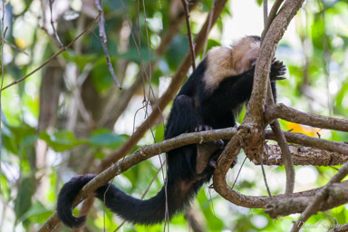 Singe capucin - White face monkey  