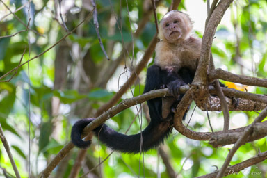 Singe capucin - White face monkey  
