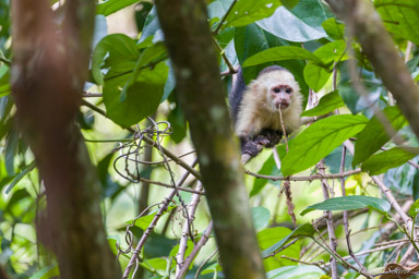 Singe capucin - White face monkey  