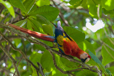 Ara rouge
Ara macao - Scarlet Macaw  