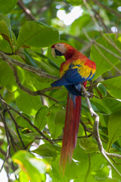 Ara rouge
Ara macao - Scarlet Macaw  