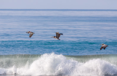 Pélican brun
 - Brown Pelican  