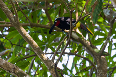 Toucan tocard
- Yellow-throated Toucan  