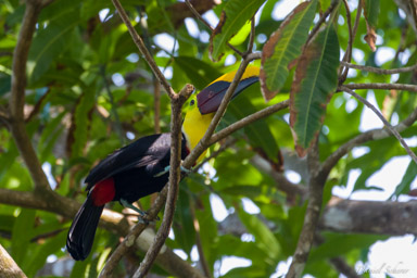 Toucan tocard
- Yellow-throated Toucan  