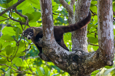 Coati à nez blanc  