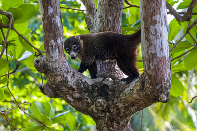 Coati à nez blanc  