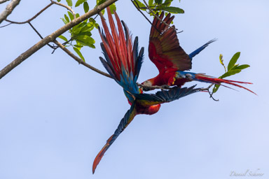 Ara rouge
Ara macao - Scarlet Macaw  