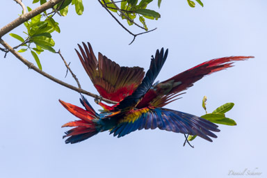 Ara rouge
Ara macao - Scarlet Macaw  