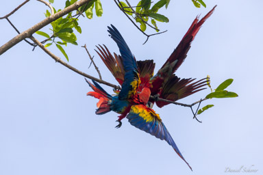 Ara rouge
Ara macao - Scarlet Macaw  