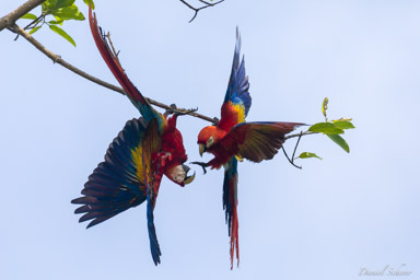 Ara rouge
Ara macao - Scarlet Macaw  