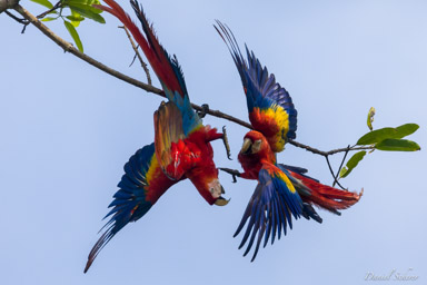 Ara rouge
Ara macao - Scarlet Macaw  