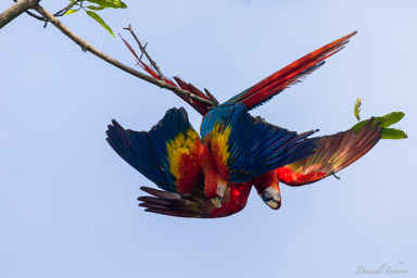 Ara rouge
Ara macao - Scarlet Macaw  