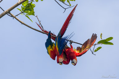 Ara rouge
Ara macao - Scarlet Macaw  