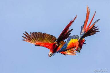 Ara rouge
Ara macao - Scarlet Macaw  