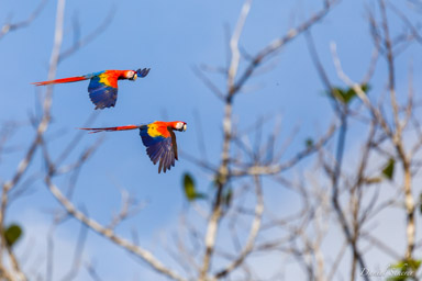 Ara rouge
Ara macao - Scarlet Macaw  