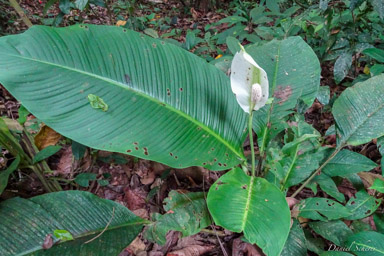 spathiphyllum - Fleur de lune  