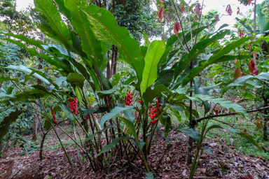 Heliconia  