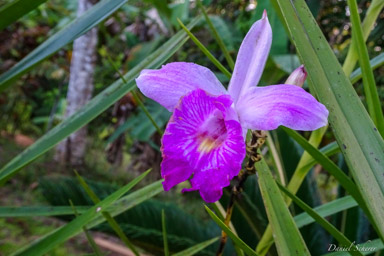 Orchidée  