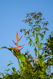 heliconia stricta  