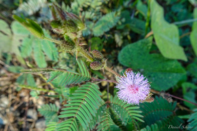 mimosa pudica  