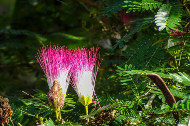 Arbre à soie - Albizia julibrissin  