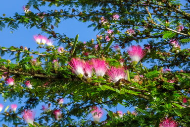 Arbre à soie - Albizia julibrissin  