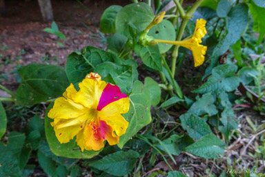 hibiscus  