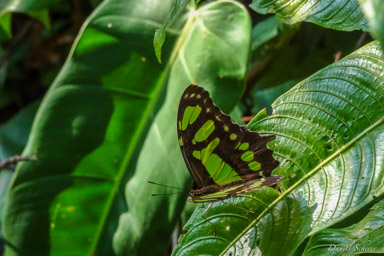 Malachite - Siproeta stelenes  