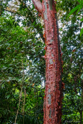 Gommier rouge - arbre à touriste  il tire son surnom du fait de son écorce rouge comme les touristes, l’arbre devient rouge et pèle au soleil.