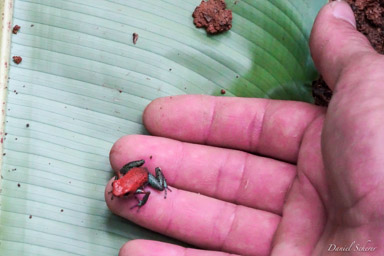  dendrobate granuleuse - Oophaga granulifera  Oophaga granulifera mesure de 22 à 23 mm