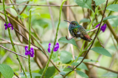 Ariane à ventre gris - Amazilia tzacatl
Rufous-tailed Hummingbird  