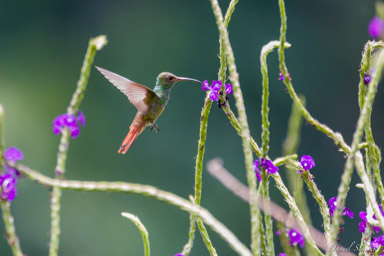 Ariane à ventre gris - Amazilia tzacatl
Rufous-tailed Hummingbird  
