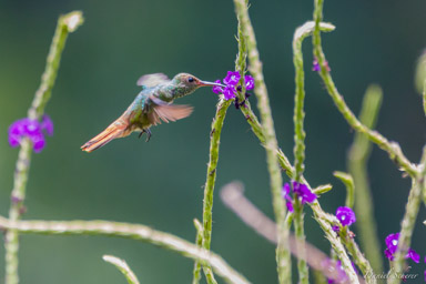 Ariane à ventre gris - Amazilia tzacatl
Rufous-tailed Hummingbird  