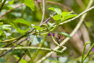 Ariane à ventre gris - Amazilia tzacatl
Rufous-tailed Hummingbird  