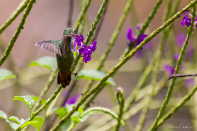 Ariane à ventre gris - Amazilia tzacatl
Rufous-tailed Hummingbird  